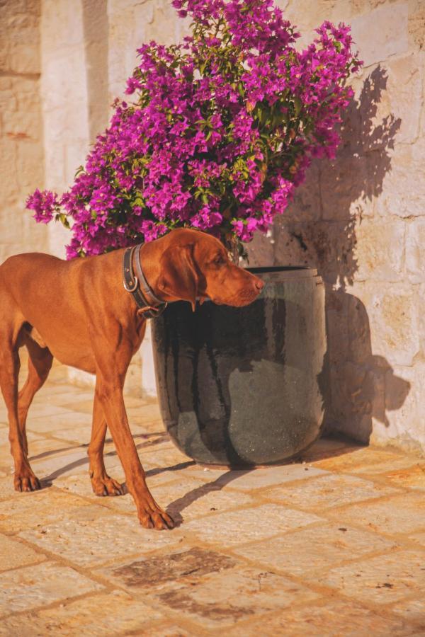 Trulivo Villa Monopoli Exteriör bild